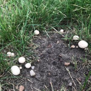 Unknown Species