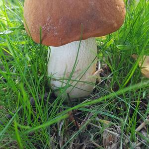 Orange Birch Bolete