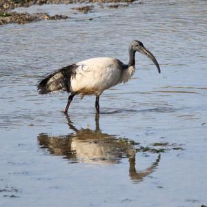 African Sacred Ibis