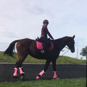 Dutch Warmblood