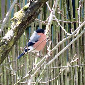 Eurasian Bullfinch