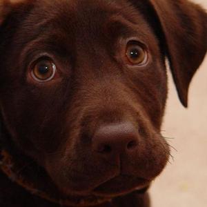 Retriever (Labrador)