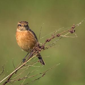 Europäisches Schwarzkehlchen