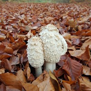 Unknown Species