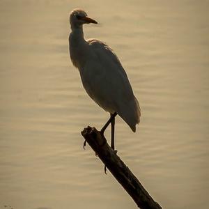 Great Egret