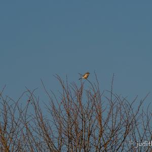 Great Grey Shrike