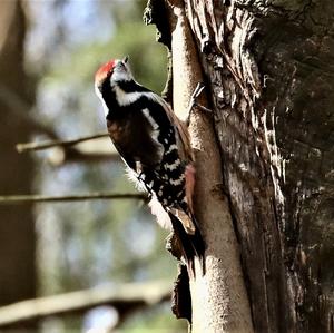 Middle Spotted Woodpecker