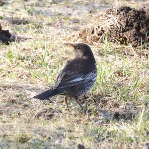 Ring Ouzel