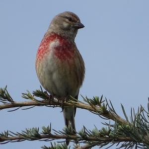Eurasian Linnet