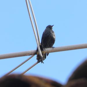 Common Starling