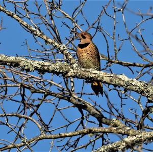 Northern Flicker