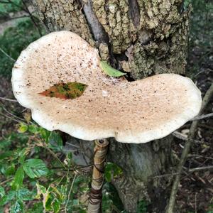 Kastanienbrauner Schwarzfussporling