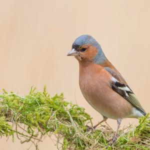 Eurasian Chaffinch