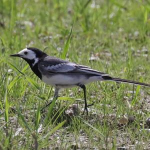 White Wagtail