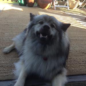 Keeshond