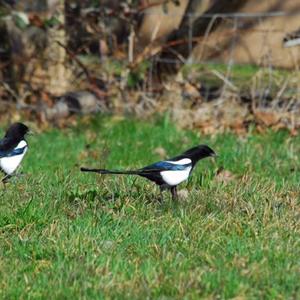 Black-billed Magpie