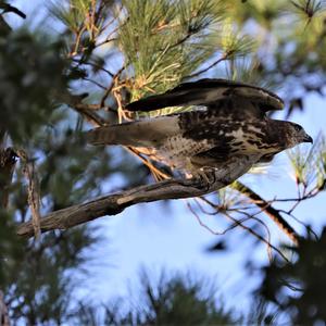 Red-tailed Hawk