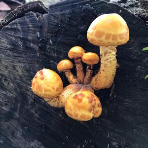 Goldfell-Schüppling