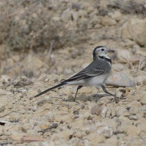 White Wagtail