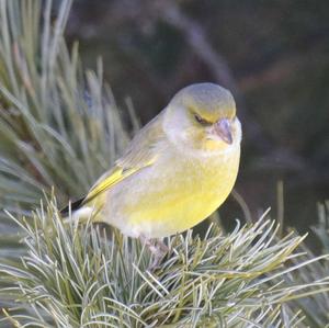 European Greenfinch