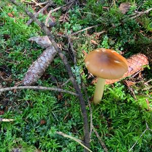 Tawny Grisette