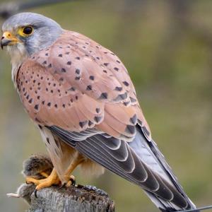 Common Kestrel
