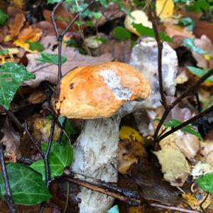 Orange Birch Bolete