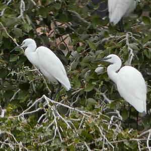 Little Egret