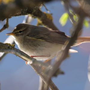Willow Warbler