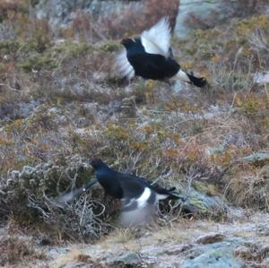 Black Grouse