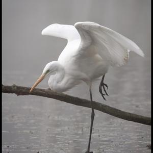 Little Egret