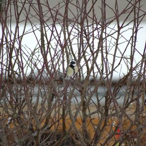 Great Tit