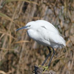 Little Egret