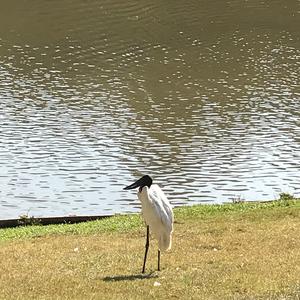 Jabiru