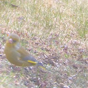 European Greenfinch