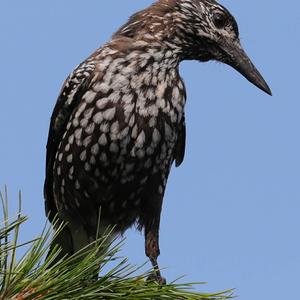 Spotted Nutcracker