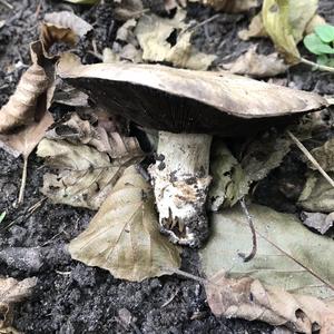 Clustered Mushroom