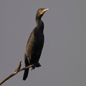 Kormoran