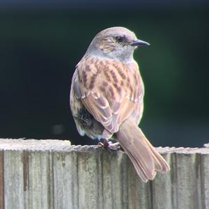 Hedge Accentor