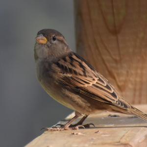 House Sparrow