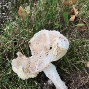Unknown Species