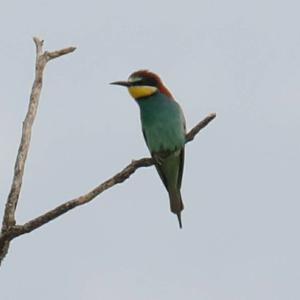 European Bee-eater