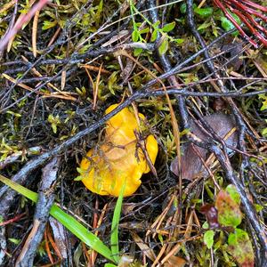 Chanterelle, Common