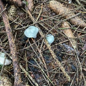 Anise-scented Clitocybe
