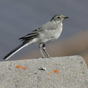 White Wagtail