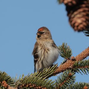 Common Redpoll