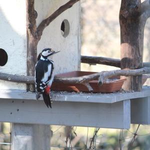Great Spotted Woodpecker