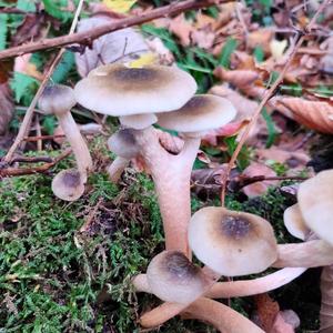 Honey Fungus