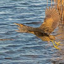 Great Bittern