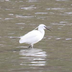 Little Egret